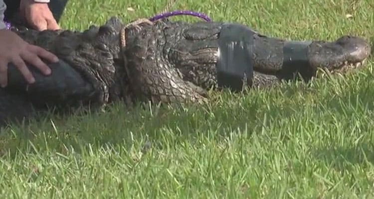 Alligator Attack Video Reddit: Check What Happened, Also Explore Full Details On Florida Woman Alligator Real Video Viral On Reddit, Instagram, Youtube, Twitter, And Telegram