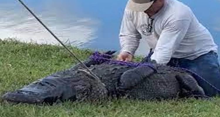 Latest News 85 Year Old Woman Alligator Full Video